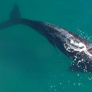 Puerto Madryn - 4 días y 3 noches