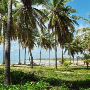 brazil, costa-do-sauípe, shore, coconut grove, beach, dunes, vegetation, trees, nature, sand, savage