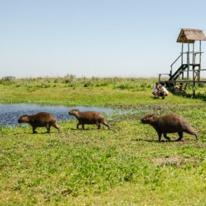 Esteros del Ibera - 4 días y 3 noches